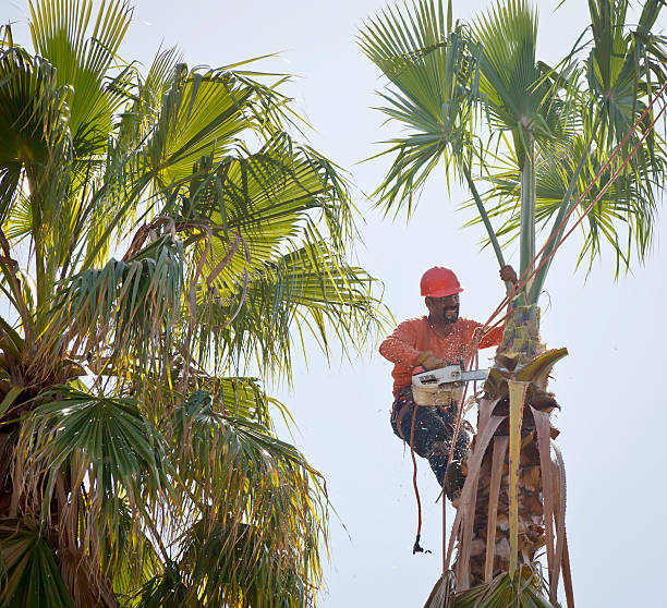 The Steps Involved in Our Tree Care Process in Reidland, KY